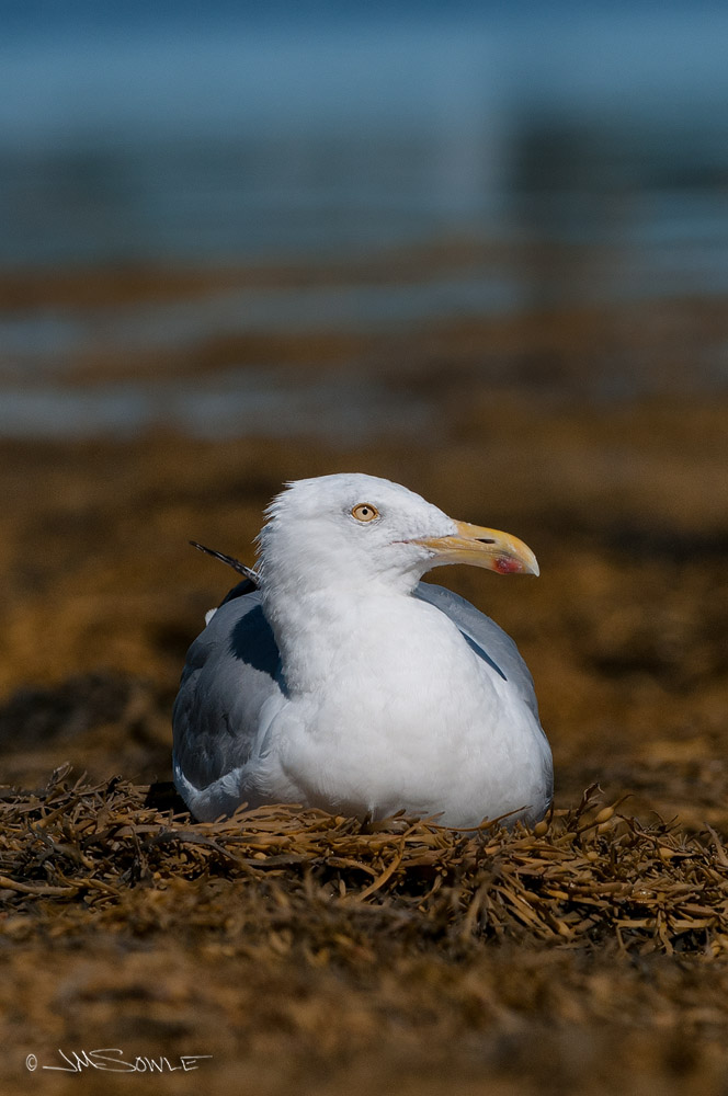 NovaScotia_89.JPG - This Herring Gull was one of many that choose to rest on a pile of rock-weed at the Seaport public pier.  There is no access down to the 'beach', so we had to down-climb the 10 foot stone headwall to get the shot.