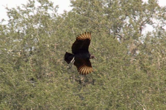 B_WLD_KGDM11-DSC_0217Adj