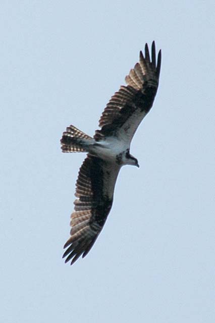 C_EPCOT11-DSC_0460Adj