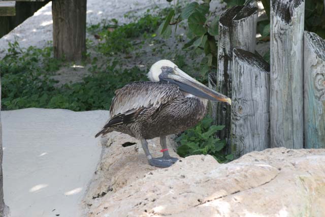 D_SEAWRLD02-IMG_2711