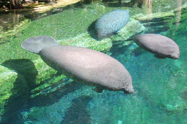 D_SEAWRLD03-IMG_2729