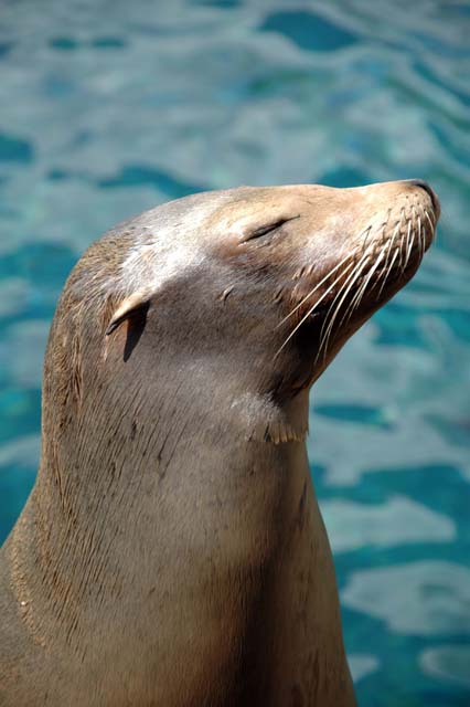 D_SEAWRLD05-DSC_0729Adj