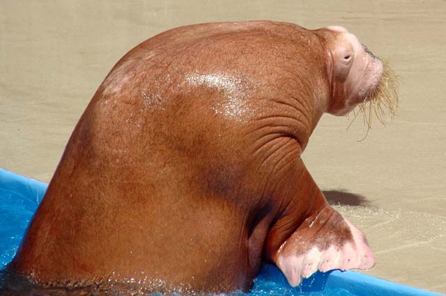 D_SEAWRLD09-DSC_0742Adj