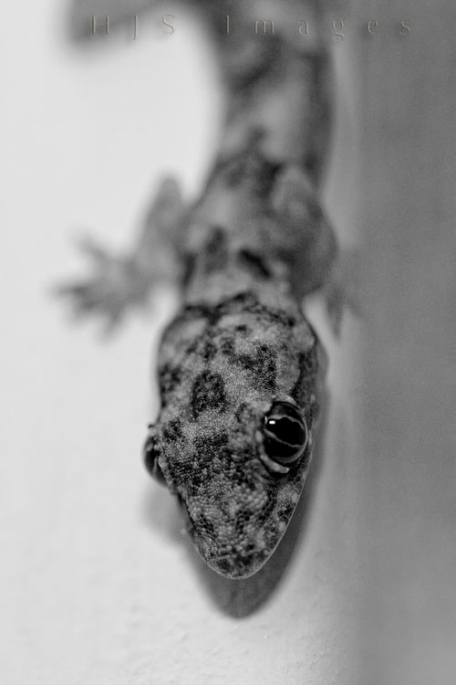 2010_01_15_SandalsGrandeStLucian-1013-2Web.jpg - Flinch was our room-gecko.  I first met flinch the night we got to the resort, he was having a little rest near the light switch in our room and startled a bit when I switched the light off. I jumped too, to be honest, and quickly turned the light back on to see Flinch staring at me.  After taking a few pictures of Flinch we tried to get him to vacate the room -- after all it was OUR room for the week, but he was having none of that.  We never saw Flinch again but we did find evidence of his apparent irritation at our flashes popping in his eyes and had to be careful when we wanted to sit on the couch or the chair in ther room.