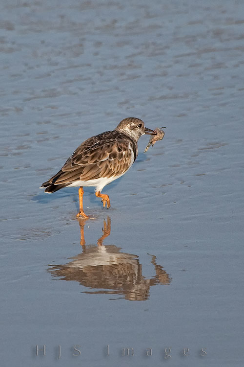 2010_01_17_SandalsGrandeStLucian-10184-web.jpg - This Ruddy Turnstone speared this fish and carried it around for a while -- all the time being chased by a group of other Ruddy Turnstones.  He finally flew off to eat in privacy.