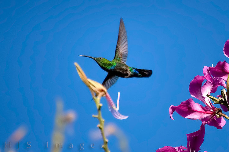 2010_01_17_SandalsGrandeStLucian-10304-web.jpg - These birds were insanely difficult to catch in flight but I got lucky on this one.
