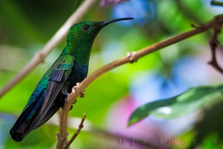 2010_01_17_SandalsGrandeStLucian-10464-web.jpg - Hummingbirds in flight have the highest metabolism of all animals except insects, yet they almost never sit on a branch for more than a few seconds at a time.  I got lucky with this guy he actually sat on a branch at eye height for nearly a minute giving me a chance not only to focus but shoot 15 images before he flew off in a blink of an eye.