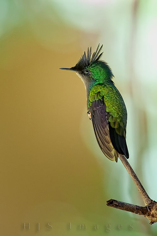 2010_01_17_SandalsGrandeStLucian-10504-Editweb.jpg - This was one of the two types of hummingbirds we saw flitting around the trees at the resort.  This little guy seemed to like this branch and it just took a bit of patience to get him sitting still.