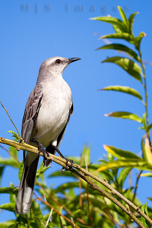 2010_01_18_SandalsGrandeStLucian-10059-web.jpg - I believe this is a gray kingbird in non-breeding plumage.  Gray kingbirds are found throughout the southeast USA down through the Caribbean and into northern South America.  The Gray Kingbird is a member of the tyrant flycatcher family.  As the name suggests these birds feed mainly upon insects.  It is also a fierce protector of its territory attacking large birds such as red tail hawks and mammals that enter it's range.  For this reason it has been adopted as the symbol of the Puerto Rican independence movement.
