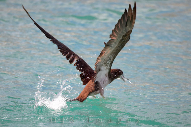 2010_01_18_SandalsGrandeStLucian-10220-Web.jpg - While I was taking pictures of Mike water skiing I noticed this brown booby diving into the water and coming up again.  I got lucky to catch him on one pass with this very unhappy houndfish in his beak.
