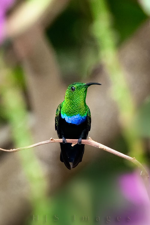 2010_01_19_SandalsGrandeStLucian-10017-web.jpg - Another shot of these beautiful birds.