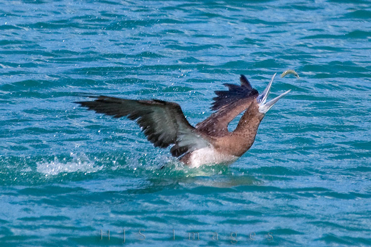 2010_01_20_SandalsGrandeStLucian-10027-web.jpg - Caught this brown booby flipping a small fish over and then catching it oh so neatly in its bill.  Brown Boobies are spectacular divers, plunging into the ocean at high speed. They mainly eat small fish or squid which gather in groups near the surface and may catch leaping fish while skimming the surface. Although they are powerful and agile fliers, they are particularly clumsy in takeoffs and landings; they use strong winds and high perches to assist their takeoffs. (from wiki)