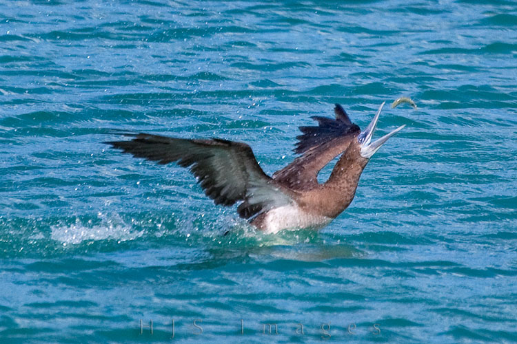 2010_01_20_SandalsGrandeStLucian-10027-web.jpg - Caught this brown booby flipping a small fish over and then catching it oh so neatly in its bill.  Brown Boobies are spectacular divers, plunging into the ocean at high speed. They mainly eat small fish or squid which gather in groups near the surface and may catch leaping fish while skimming the surface. Although they are powerful and agile fliers, they are particularly clumsy in takeoffs and landings; they use strong winds and high perches to assist their takeoffs. (from wiki)