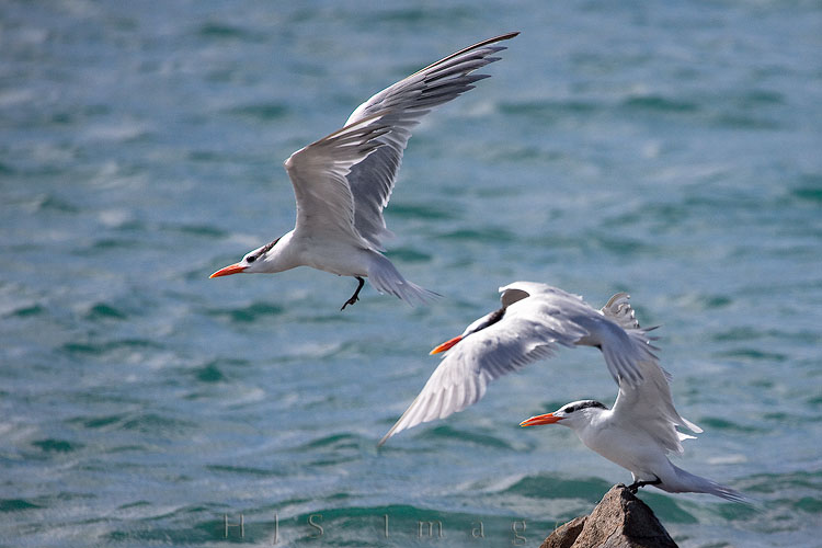 2010_01_20_SandalsGrandeStLucian-10087-Web.jpg - These three royal terns were juxtaposed to make this almost look like a time-lapse image.