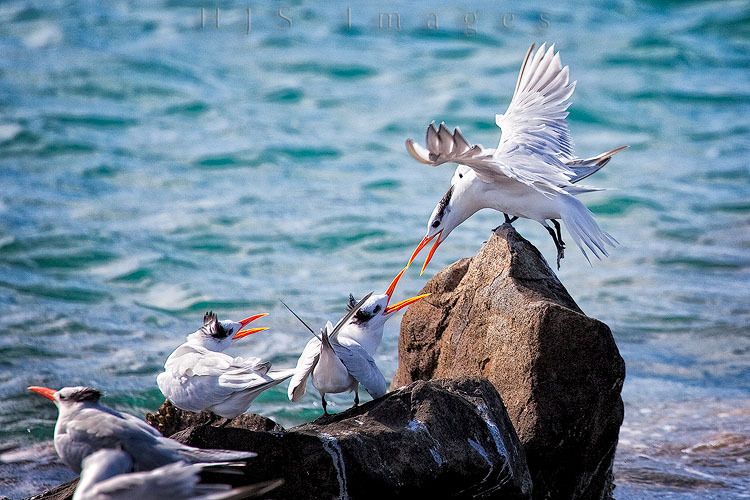 2010_01_20_SandalsGrandeStLucian-10092-Web.jpg - We watched these Royal Terns do their version of the bump and go.  one would approach the rock or piling that another tern was on and usually the resident tern would fly off seceding the spot to the interloper.  This time the bird on what we called "poop rock" was not moving and with this display it prevented the incoming tern from taking it's spot.