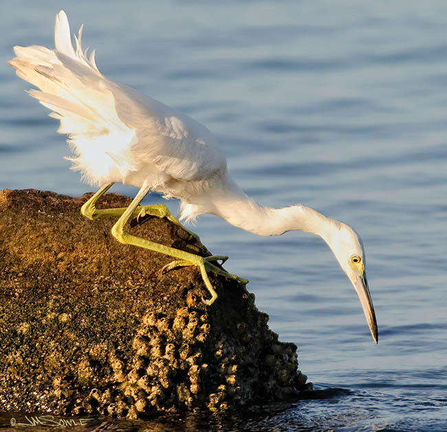 _MIK0153.jpg - We had some fun watching this juvenile Snowy Egret fishing from this rock just after sunrise.  It slipped into the water more than once...