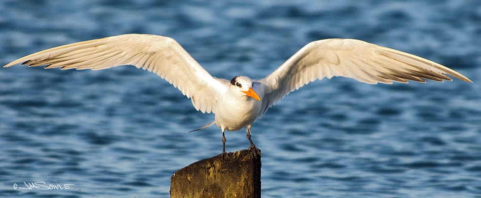_MIK0184.jpg - A Royal Tern stretching out in the early morning light.  The small black dots along the bottom of the image are insects that seem to favor the roosting piles.  There were remarkably few insects elsewhere.
