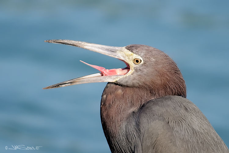 _MIK0325.jpg - This Little Blue Heron looks like it's belting out a Tarzan yell (AHHHH EEEEE AHHHH), but it's really just yawning.  This bird was often found on the rock jetty next to the boat pier -- hunting!  Little Blue Herons are all white during their first year.  They are not fussy eaters, feeding on fish, frogs, crustaceans, small rodents and insects.