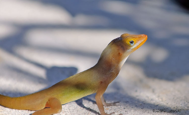 _MIK0405.jpg - Some unknown kind of lizard scampering through the long shadows of the morning.  The golden skin color and blue eyes caught my attention.
