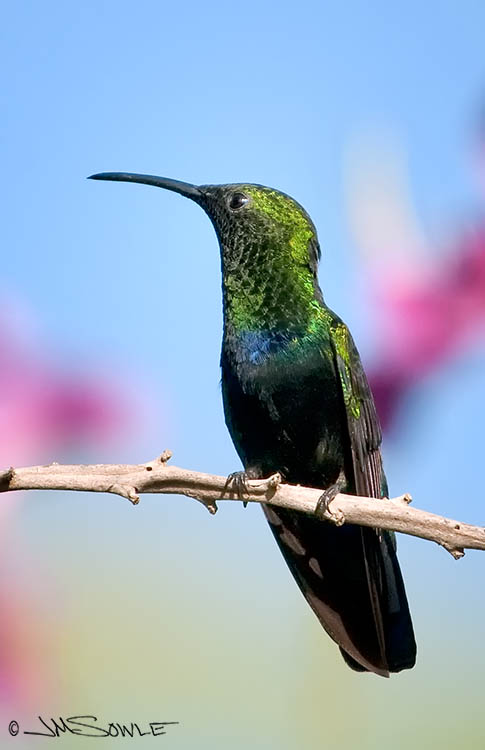 _MIK0431.jpg - The Green-throated Carib is a popular hummingbird in the Cariibbean.  This is one of many that liked to buzz around the trees near our room.