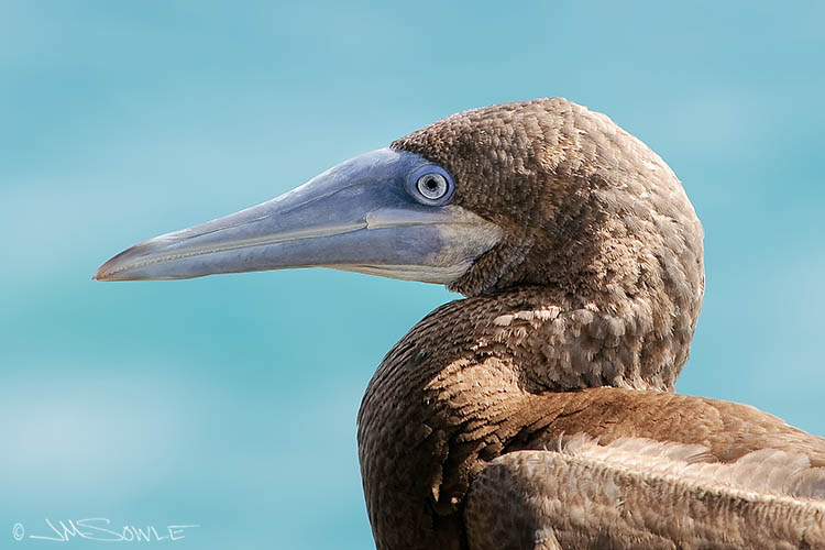 _MIK0476.jpg - The Brown Booby is not especially attractive up close.  In flight they are beautiful!  They glide over the water until they spot a fish.  They then fold their wings back and plummet into the water with dramatic speed.  They ignore swimmers that may be very near by.  It can be a startling experience for the swimmer!