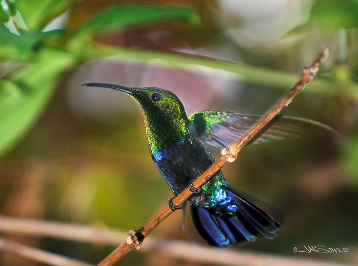 _MIK0568.jpg - Just another shot of the Green-throated Carib hummingbird, but this one shows some of the bright blues near the tail.