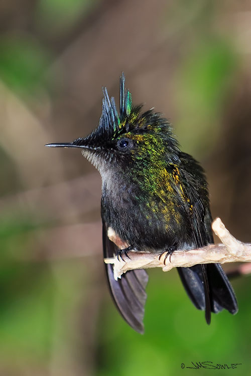 _MIK0699.jpg - Another shot of the Antillean Crested Hummingbird.  This one was shot around dusk.