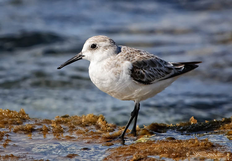 _MIK0810.jpg - This is a little Sanderling, pecking away in the surf zone.  Sanderlings breed high in the Arctic circle and then fly to various southern locations from South America to Australia (or even St Lucia).