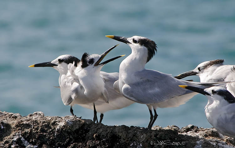 _MIK0929.jpg - This is the first time we've seen Sandwich Terns.  They seem to get along with the Royal Terns without too much fuss.  Unlike the French Fry Seagull, the Sandwich Terns are not named for any great affinity to deli meats surrounded by bread.