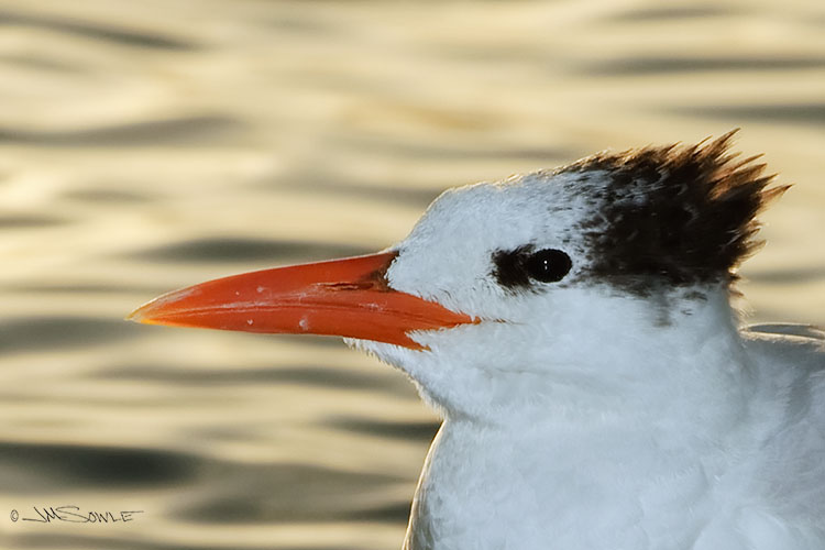 _MIK1027B.jpg - A Royal Tern, basking in the warmth of a Caribbean sunset.
