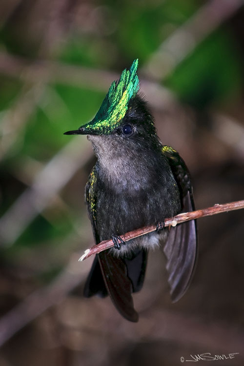 _MIK1034.jpg - The Antillean Crested Hummingbird is found on many Caribbean islands.  These iddy biddy little fellars seemed to love the grounds at this resort.  Depending upon the angle of view, the head feathers can appear luminescent green or black.