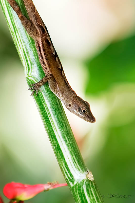 _MIK1117.jpg - This looks like your everyday Anole, but we're not really sure.