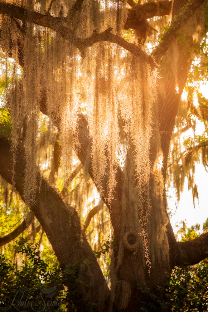 2016_06_Savannah_Charleston-10360-Edit1000.jpg - The setting sun through Spanish moss at the entrance to the Wormsloe Estate, just outside of Savannah.