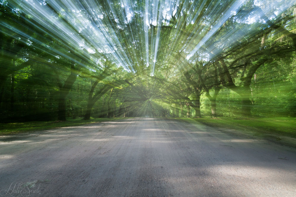 2016_06_Savannah_Charleston-10602-Edit1000.jpg - Time warp, Entrance avenue at the Wormsloe estate