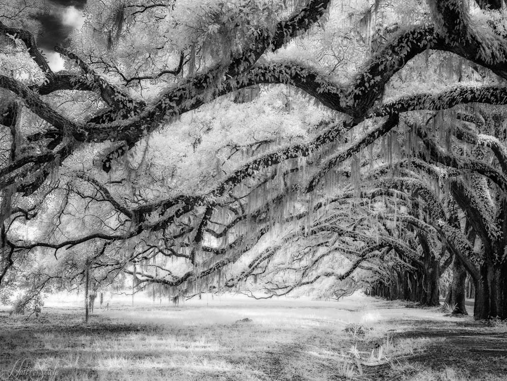2016_06_Savannah_Charleston-10709-Edit1000.jpg - Live oaks and Spanish Moss, Wormsloe Estate, Infrared.