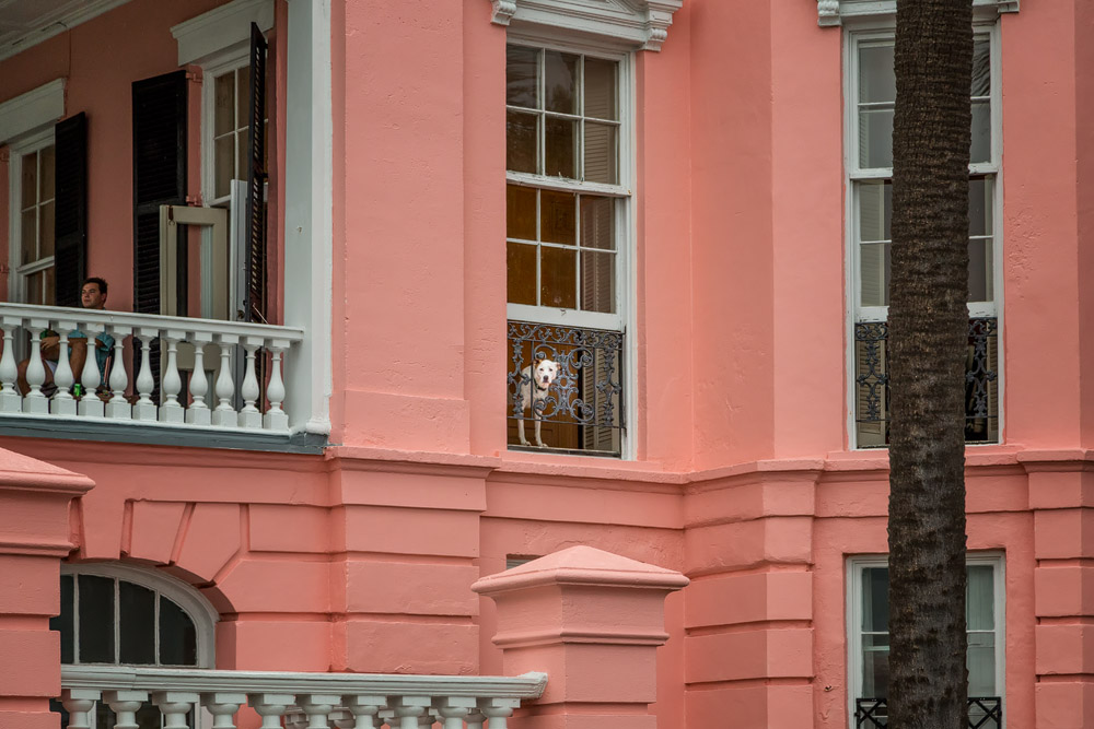 2016_06_Savannah_Charleston-11220-Edit1000.jpg - Don't let the dog out.  Dog at the window of one of the large mansions in the Southeastern corner of Charleston.