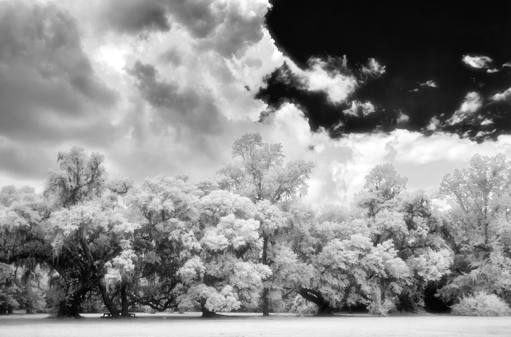 2016_06_Savannah_Charleston-11456-Edit1000.jpg - The beautiful grounds of Magnolia Plantation.  We didn't pay an entrance fee to visit the historic house and gardens of the Magnolia Plantation but we did roam the grounds in front of the house for a while.  The Magnolia Plantation is best known for its many gardens.  Most of the gardens feature numerous azaleas.  They are the last of the large scale Romantic Gardens in the US.