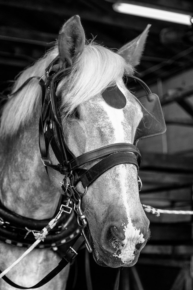 2016_06_Savannah_Charleston-11664-Edit1000.jpg - We decided to take a horse-drawn carriage tour in Charleston to get a feel of the city.  It was a great tour with a very knowledgeable guide and the horses were beautiful and healthy.  There are quite a few carriage companies, some use horses, others use mules, they all cover the same areas.  There are 3 sections of the city covered by the carriage tours and each carriage is assigned one of these routes by lottery at the beginning of their tour.  This means that you have no idea what part of the city you will see when you take the tour.  Our guide told us all about the homes and churches, explained the history of the area we went through.  We learned about "haint blue" the light blue color that came from the Gullah-geechee culture that was believed to keep restless spirits away.  We also learned about "Single" houses.  They are long narrow homes with beautiful covered porches that serve as exterior hallways as well as porches to help with airflow to keep the houses cool.  The porches are always on the south or west to protect from the afternoon sun.