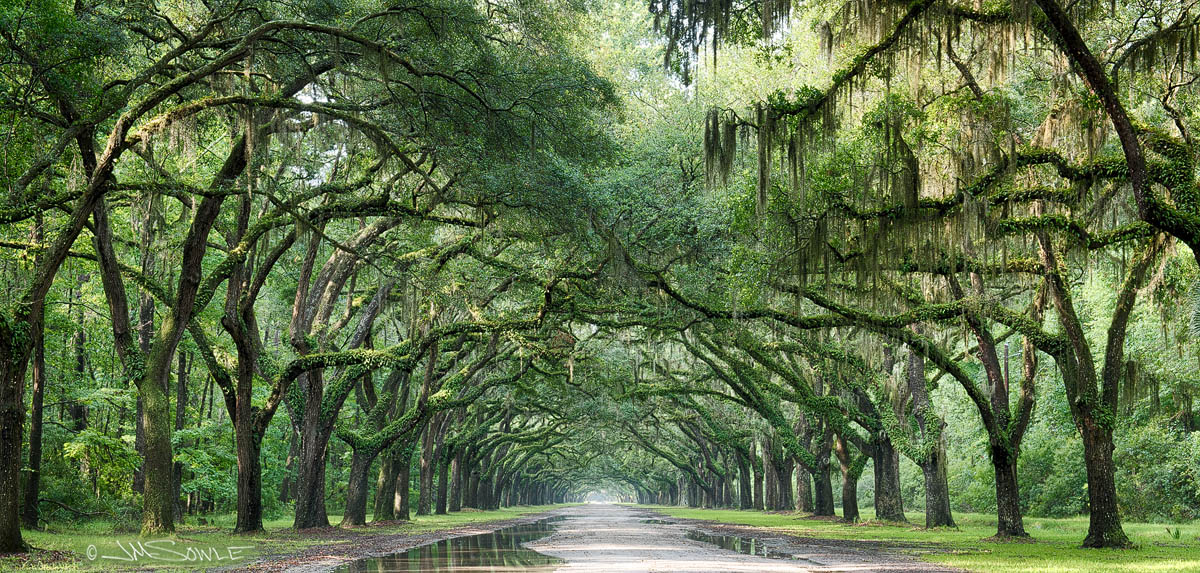 _JMS0258_HDR.jpg - The entrance section of the Wormsloe Historic Site, just after an early morning rain.