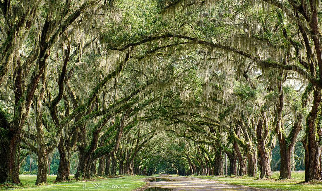 _JMS0333_HDR.jpg - Another image from Wormsloe -- this one a little farther into the site.