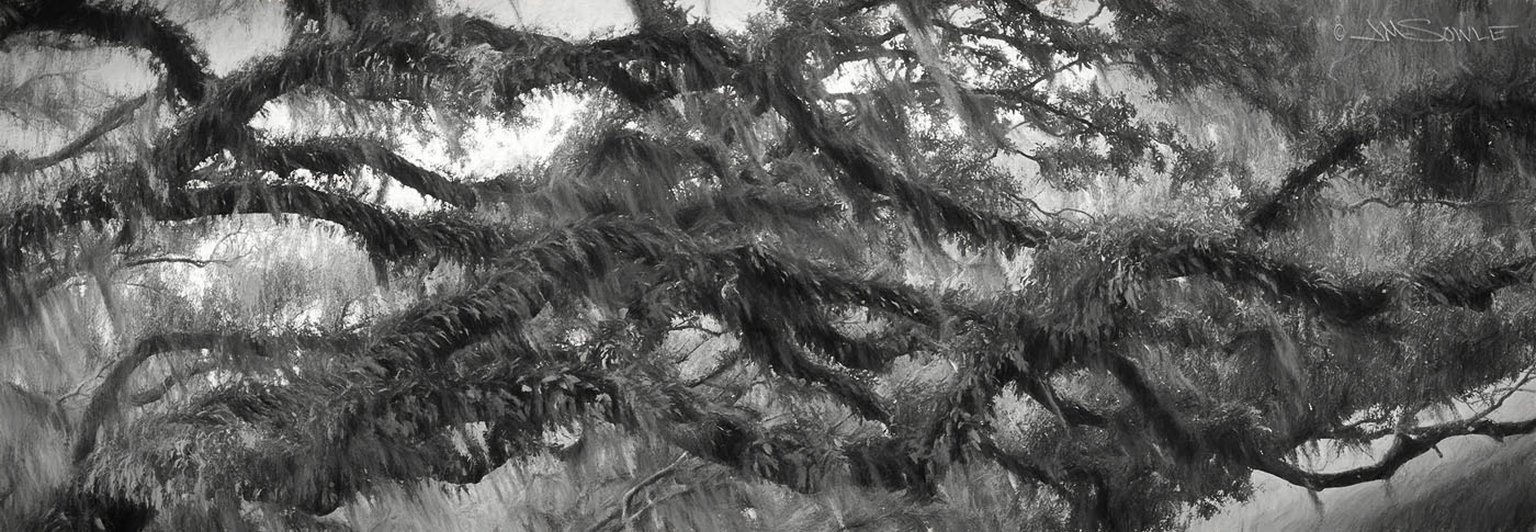 _JMS0343_HDR.jpg - This is just Mike playing around with an artistic process application (in this example, approximating a charcoal sketch).  Wormsloe.