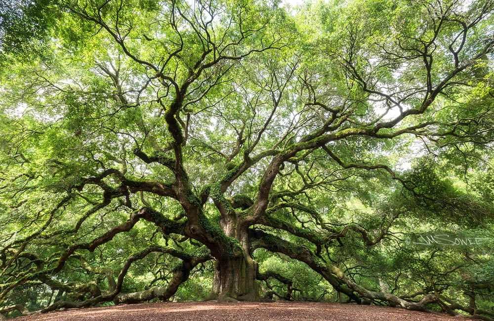 _JMS0553.jpg - The famous Angel Oak Tree is estimated to be between 400 and 500 years old.  This park-like location was never empty during our visit, and the tree was constantly surrounded by people.  Using our imagination (and some time-lapse photography), we present what the tree would look like w/o the tourists.