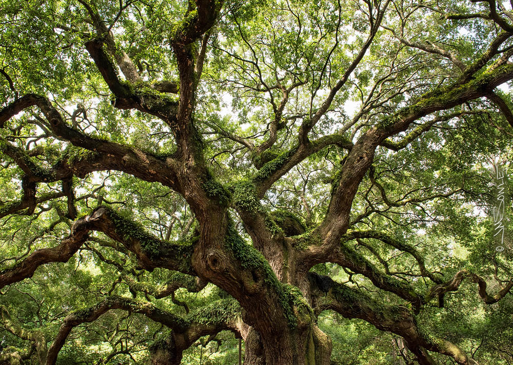 _JMS0555-0556.jpg - Another shot of the Angel Oak Tree.