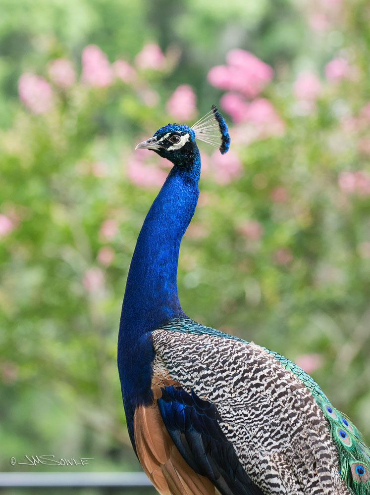 _JMS0636.jpg - A Peacock standing guard at the Magnolia Plantation and Gardens.