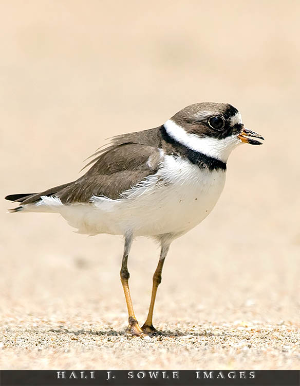 2008_05_07_Rendezevous_00041.jpg - Semipalmated plover in breeding plumage.  These small shore birds can be found from as far south as Patagonia to their breeding grounds in Northern Canada.  Its a little known fact that semipalmated refers to the partially webbed feet.