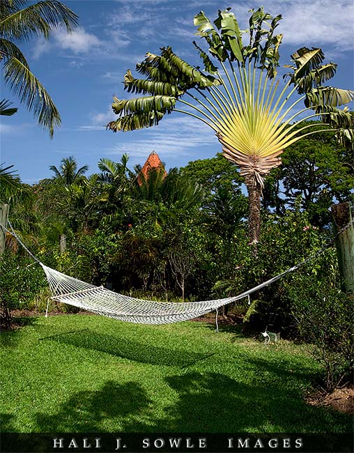 2008_05_09_Rendezvous_0056.jpg - Beautiful fan palm overhanging one of the hammocks on the grounds.  The grounds may have been small but they were beautifully landscaped.