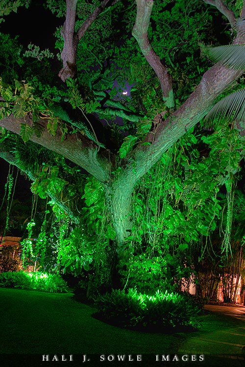 2008_05_10_Rendezevous_00003_4.jpg - Samman tree lit up at night.  This huge, beautiful arching tree was the home to a bananaquit nest, a favorite perching spot for at least one hummingbird, and a great source of shade.