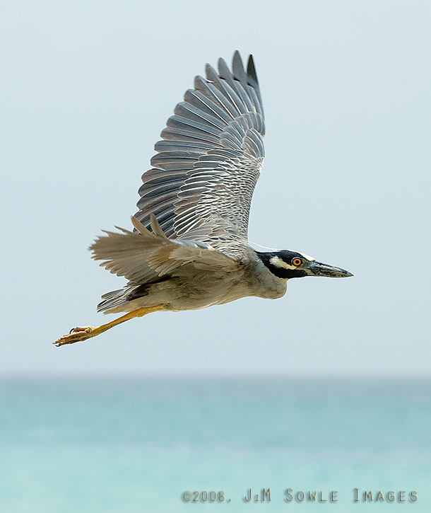 _DSC0028.jpg - We had been walking down the beach for about 25 minutes when we saw this Yellow-crowned Night-Heron.  We walked the rest of the beach and the all the way back to the resort.  We then decided to get our cameras and walk back down the beach -- to see if the bird was still there.  It was!  Mid-week there were only a few people on the beach and we felt pretty safe carrying our cameras around.  One day we tried to walk the other way, and the guard said we shouldn't bring the cameras.  He had seen a couple of unsavory guys hanging out in the trees.