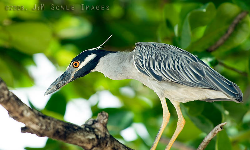 _DSC0147.jpg - The heron, again.