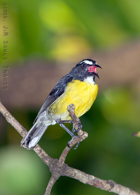 _DSC0398_A.jpg - Just a friendly Bananaquit, singing it's little heart out.  Hali found a nest dangling from a vine on the big Samaan tree, but these little chirpers were everywhere.
